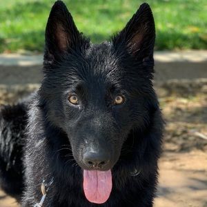 Meet your Posher, Jake